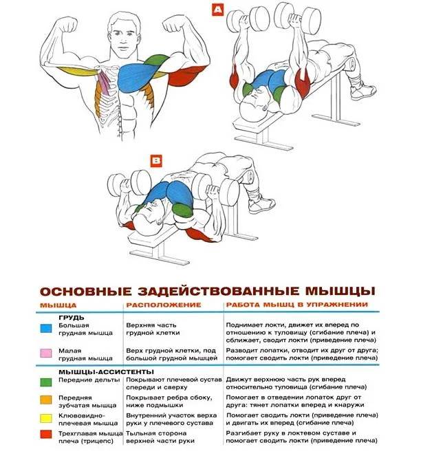 Разведение гантелей лежа