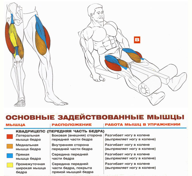 разгибания ног сидя