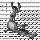 Эллиптический эргометр Bronze Gym X802 LC